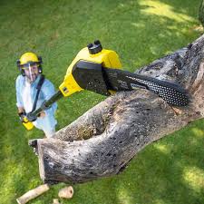 Trusted West Carthage, NY Tree Removal Experts