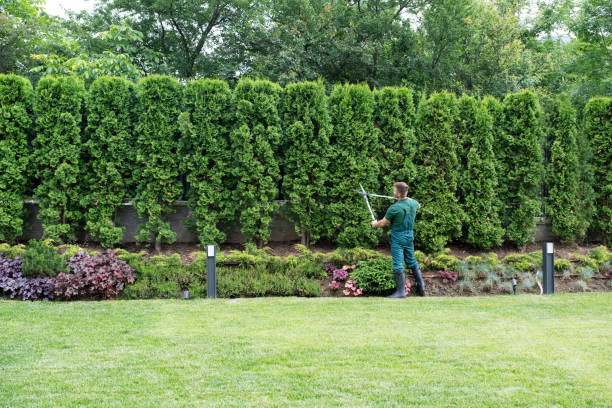 Best Leaf Removal  in West Carthage, NY