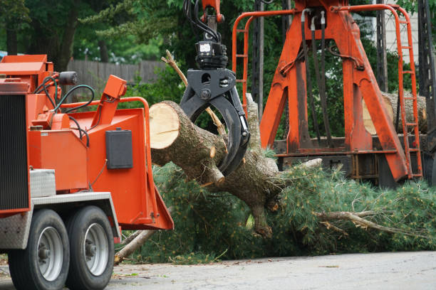 Best Fruit Tree Pruning  in West Carthage, NY