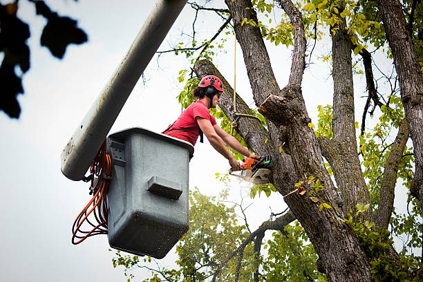 Best Hazardous Tree Removal  in West Carthage, NY