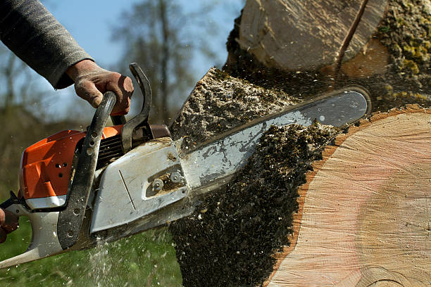 Best Tree Maintenance Programs  in West Carthage, NY